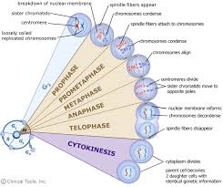 Interphase is the longest stage in the eukaryote cell cycle. The Cell Cycle Mitosis And Meiosis University Of Leicester