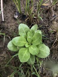 Image result for Samolus