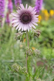 Image result for Berkheya speciosa