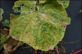 Image result for mildew on cucumbers