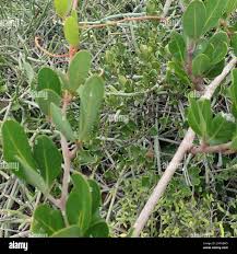 Image result for Rhoicissus digitata