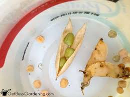 Not only is it economical, but planting from seed, especially seed that you saved from your own plants, can provide healthy organic plants for the garden. How To Save Pea Seeds From Your Garden Get Busy Gardening