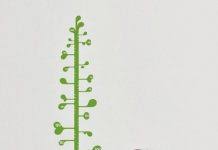 Bean Sprout Growth Chart Decal Wall Decal For Kids Home