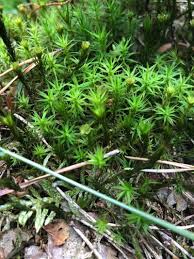 Image result for Mayacaceae