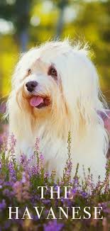 Havanese puppy for sale near florida, naples, usa. Havanese Dog Breed Information Center A Guide To A Pint Sized Pup