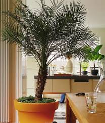 Palmen fürs wohnzimmer, orchideen im bad, kräuter auf der küchenfensterbank: Die Schonsten Palmenarten Living At Home