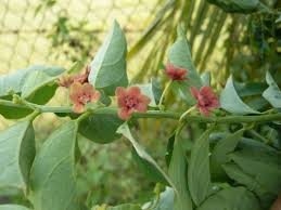 Image result for Phyllanthus macranthus