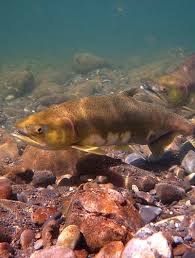 Managing Salmon for Ecosystem Needs in the Pacific Northwest: Limiting  Science Input in Ecosystem Management—Silos R Us