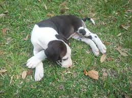 Craigslist Clarksville Tn Free Dog S Innovaide Free Dogs Great Dane Puppy Great Dane