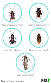 Expert recommended top 3 pest control companies in norfolk, virginia. 2021 Roach Exterminator Cost Roach Treatment Cost