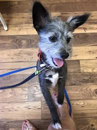 Your pet is in amazing hands! Happy Pets Veterinary Center 411look