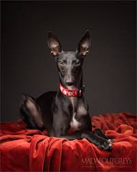 (1 days ago) petco offers pet. Christmas Dog Photoshoots In London And Surrey Madaboutgreys