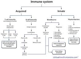 Immuno Innate Immunity Vs Adaptive Immunity Flashcards Quizlet Medical Laboratory Science Immunity Nursing Medical Laboratory