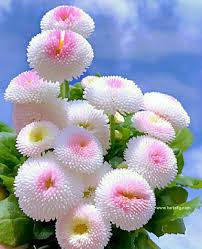 What Is The Name Of This Flower Di 2020 Bunga Eksotis Kebun Bunga Bunga Daisy