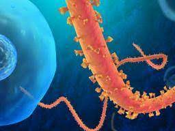 Ebola Symptoms Treatment And Causes