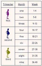 17 Weeks Pregnant Chart Www Bedowntowndaytona Com