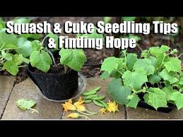 Maybe you would like to learn more about one of these? Squash Cucumber Seedling Tips Aphids Flowers Finding Hope Spring Garden Series 6 Youtube