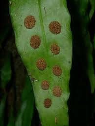 Image result for Loxogramme