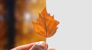 I don't think this is the same. Photoshop Hintergrunde Transparent Machen Entfernen Speichern