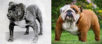 He has the typical spitz appearance: How Dog Breeds Have Changed Over The Last 100 Years