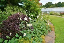 In september/october the foliage darker to a dramatic. Pittosporum Tenuifolium Tom Thumb Kohuhu Plant Lust