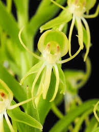 Image result for Habenaria filicornis