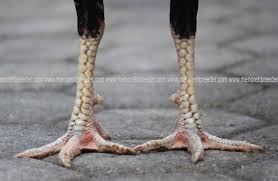 Selain itu tipikal ayam seperti ketika terkena pukulan mematikan ataupun taji perawatan hingga pulih cukup lama dibandingkan dengan ayam tipe pukul saja tanpa taji dan saraf. Gambar 2015 Menoreh Breeder Peternakan Ayam Aduan Sabung Laman 19 Ciri Di Rebanas Rebanas