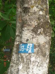 Image result for Crudia