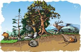 Animals Forest Habitat Royalty Free Cliparts Vectors And Stock Illustration Image 45303142