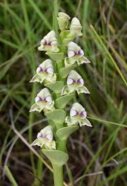 Image result for Disperis reichenbachiana