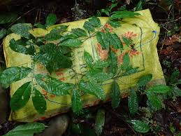 Image result for isolona