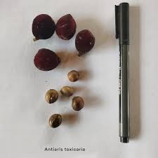 Image result for Antiaris