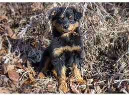 The english shepherd's keen herding ability, coupled with agility, stamina and perseverance. Old Fashioned Black And Tan English Shepherd Puppies Shep S List