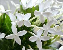Image result for Bouvardia longiflora