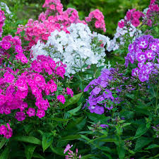 Phloxes are among the very beautiful flowers that decorate our gardens over the summer. Tall Phlox Mix Super Bag Spring Hill Nurseries