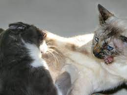 Que Hacer Cuando Dos Gatos Se Pelean 10 Trucos Consumer