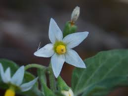 Image result for Solanum aculeatissimum
