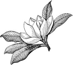 Download 2100k Free Clipart On Blog Flower Drawing Flower Clipart Magnolia Flower Southern magnolia euclidean magnolia denudata, magnolia flowers, pink petaled flowers illustration png watercolor painting stock photography , magnolia, pink magnolia flower art png clipart. flower drawing