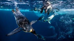 Feeding, habitat, distribution, reproduction, anatomy and more. Emperor Penguins Break Their Fast With Night Time Snacks Research Highlights