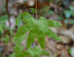 Image result for Lygodium