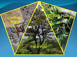 Pine Tree Pollen Archives Asthma Center
