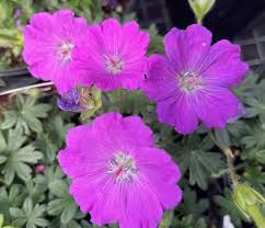 Image result for Geranium sanguineum Max Frei