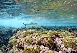 Abiotic And Biotic Factors In The Ocean Oceanography National Geographic Society In 2020 Marine Ecosystem Ocean Ecosystem Ecosystems