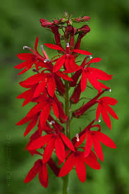 Your garden supply and advice hq. 23 Favorite Shade Plants For Ohio Ideas Shade Plants Plants Perennials