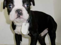 The boston terrier breed originated in the united states. Boston Terrier Puppies In Virginia