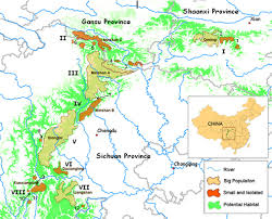 giant pandas promote conservation and diplomacy global sherpa