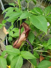 Image result for Sauromatum venosum