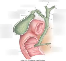 Anatomy Chapter 15 The Biliary System Work On This One Gb Biliary System Gb Biliary System Stop Slide 64 Diagram Quizlet