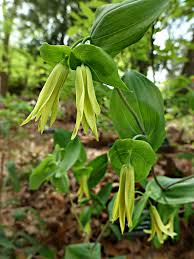 Image result for Colchicaceae