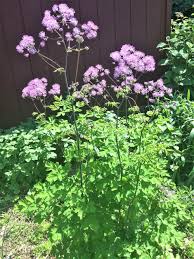 Thalictrum aquilegifolium 'black stockings'® is a new variety of the popular meadow rue. Photo Of The Entire Plant Of Meadow Rue Thalictrum Aquilegifolium Black Stockings Posted By Nativeplantlover Garden Org